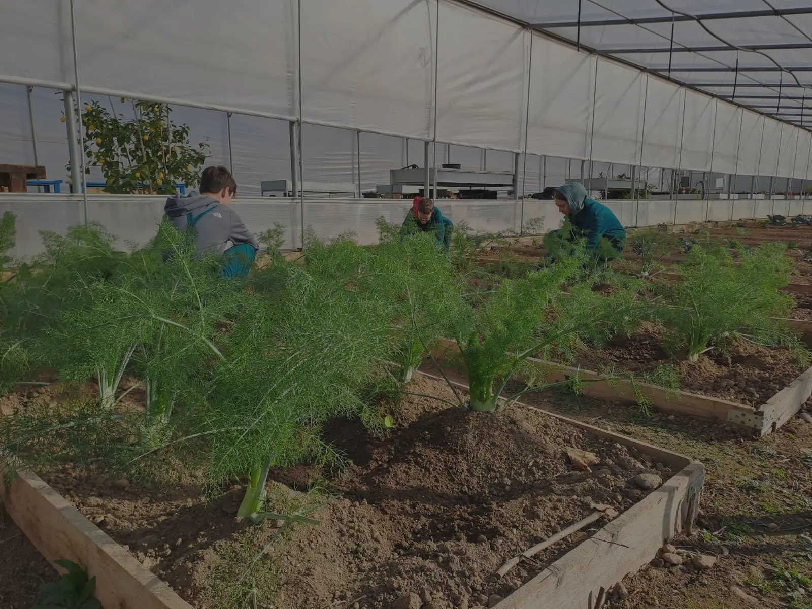 Alcuni studenti lavorano in una serra, impegnati nella cura di piante di finocchio, probabilmente durante un'attività di orticoltura o educazione agricola.