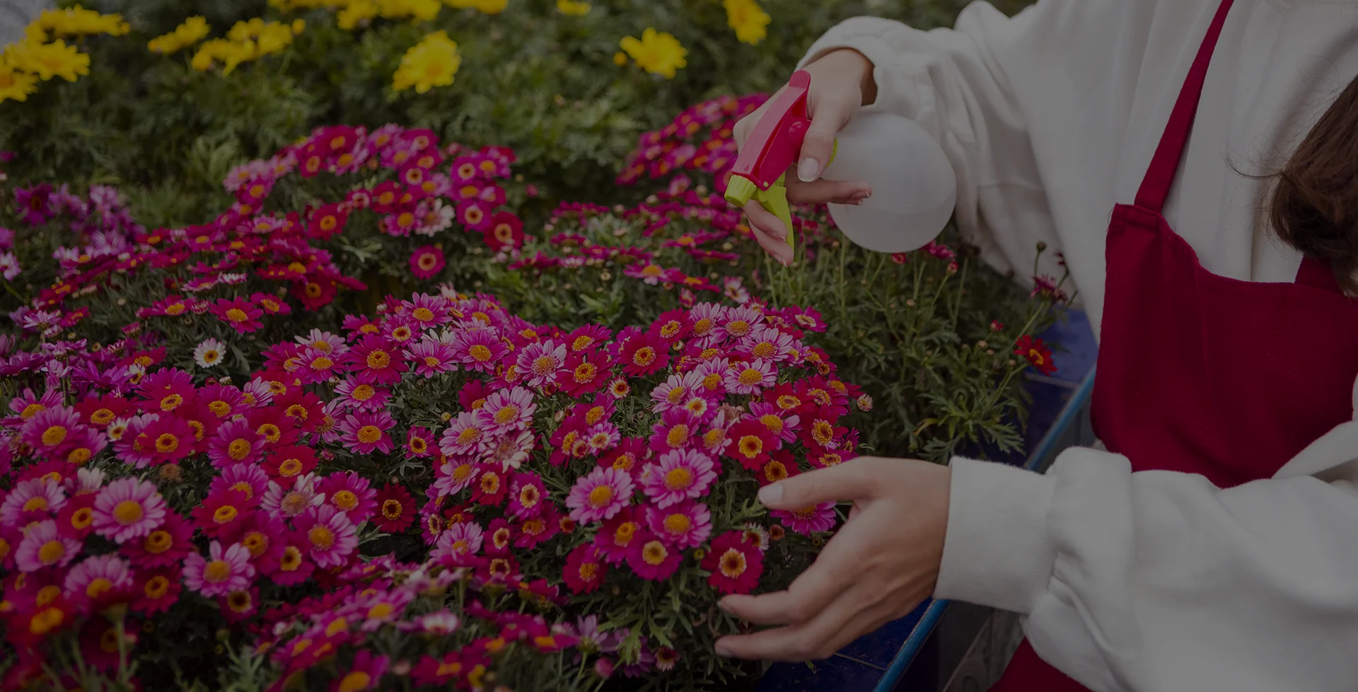 Cura e coltivazione piante orticole e floricole