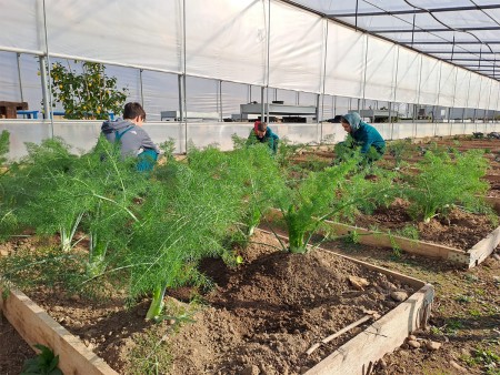Tre persone lavorano in una serra, prendendosi cura delle piante di finocchio coltivate in aiuole rialzate.