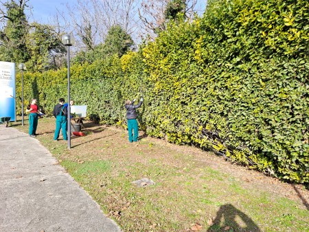 Un gruppo di studenti pota una siepe e raccoglie foglie in un'area verde vicino a un sentiero.