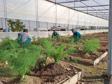 Tre studenti che lavorano in una serra, piegati su aiuole rialzate mentre coltivano piante di finocchio. La serra è ampia e luminosa, con pannelli trasparenti che lasciano entrare la luce naturale.