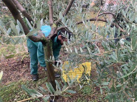 Una persona impegnata nella raccolta delle olive, piegata sotto un albero di ulivo. Vicino a lei c'è una cassetta gialla utilizzata per raccogliere le olive.