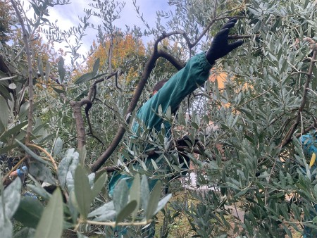Una persona con indosso guanti e una tuta verde, intenta a raccogliere olive da un albero, circondata da foglie di ulivo. Il braccio è teso verso i rami per afferrare i frutti.