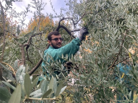 Una persona con indosso una tuta verde e occhiali da sole, intenta a raccogliere olive da un albero. Il soggetto sta afferrando un ramo dell'ulivo con una mano, indossando guanti protettivi neri.