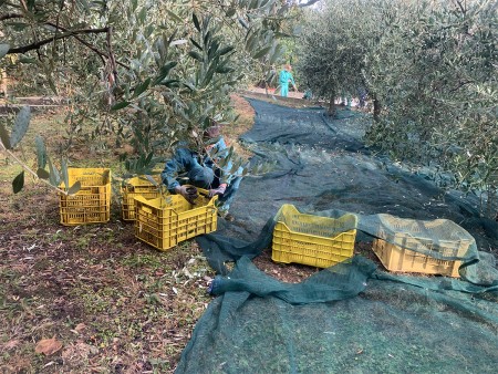 Una persona seduta a terra sotto un ulivo, circondata da cassette gialle di plastica utilizzate per raccogliere le olive. Sul terreno c'è una rete verde stesa per raccogliere le olive cadute. Sullo sfondo, si vedono altre persone impegnate nella raccolta delle olive.