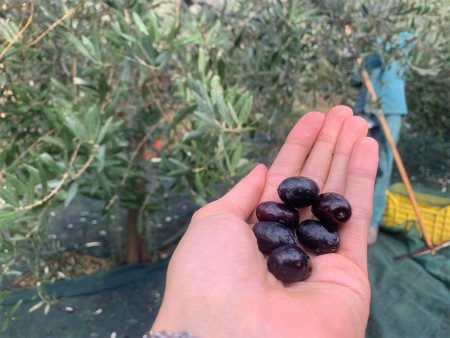 Una mano che tiene un piccolo gruppo di olive nere appena raccolte. Sullo sfondo si intravede una persona che lavora tra gli ulivi, con delle cassette gialle per la raccolta delle olive e un rastrello, utilizzato probabilmente per facilitare la caduta delle olive.