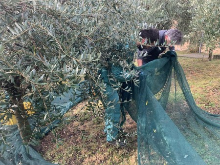 Due persone raccolgono un grande telo verde steso sotto un ulivo, utilizzato per raccogliere le olive cadute durante la raccolta. Indossano abiti da lavoro e guanti, impegnati a sistemare il telo.