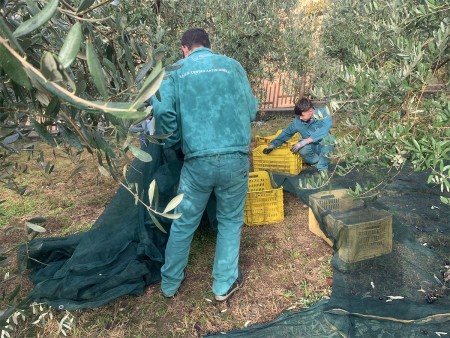 Due persone in abiti da lavoro raccolgono olive utilizzando dei teli verdi e riponendole in cassette gialle, sotto gli alberi di ulivo durante la raccolta.