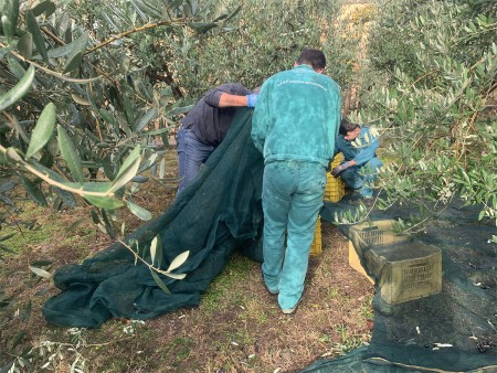 Tre persone raccolgono le olive utilizzando teli verdi sotto gli alberi, mentre una persona è intenta a sistemare le olive in cassette gialle.
