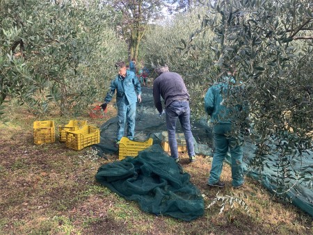 Un gruppo di persone raccoglie le olive in un campo, utilizzando teli verdi e cassette gialle sotto gli alberi.