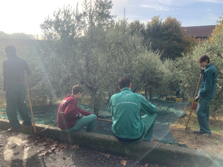 Alcuni ragazzi si riposano durante la raccolta delle olive in un campo, con teli verdi distesi sotto gli alberi.
