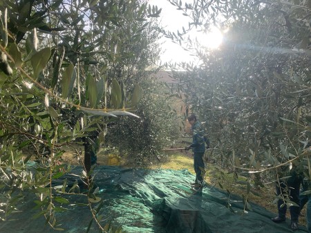 Ragazzi impegnati nella raccolta delle olive sotto gli alberi, con teli stesi a terra e il sole che filtra tra i rami.